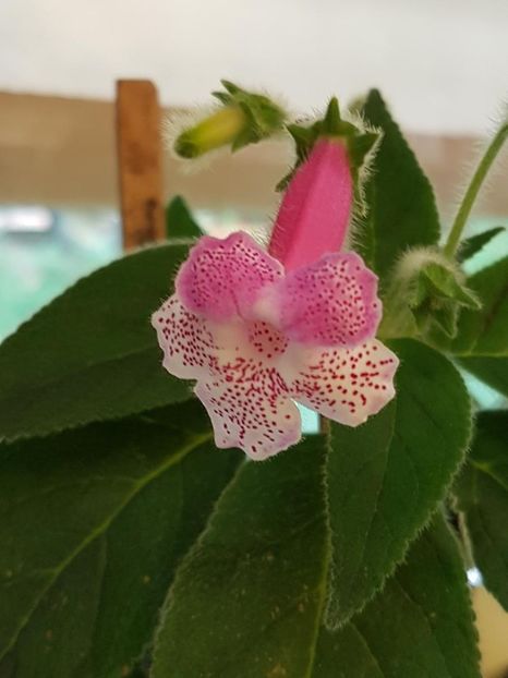 a - KOHLERIA 2024