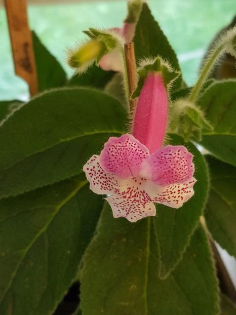 Lisa - KOHLERIA 2024