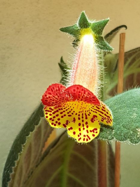 Bogotensis - KOHLERIA 2024