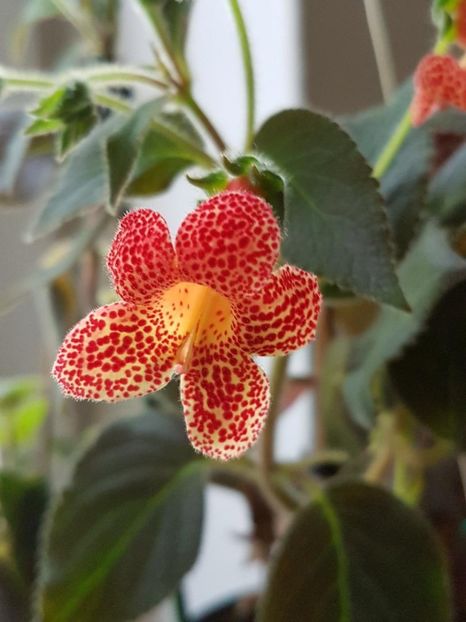 Cybelle - KOHLERIA 2024