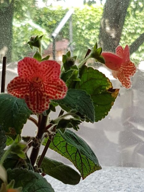 Borka - KOHLERIA 2024