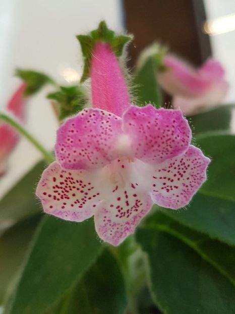 Lisa - KOHLERIA 2024