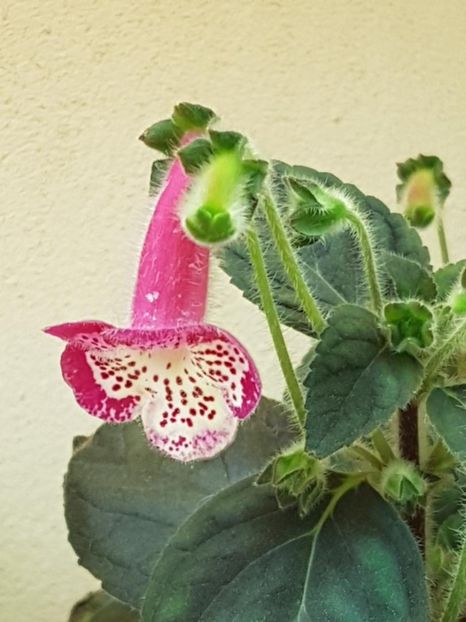 Marta - KOHLERIA 2024