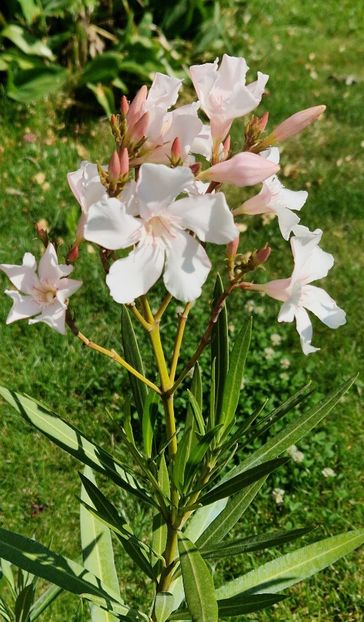 Alsace - Leandri 2024