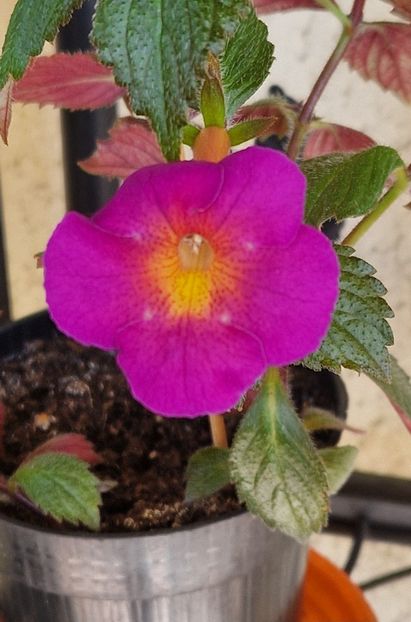 Brid s Magie - Achimenes 2024