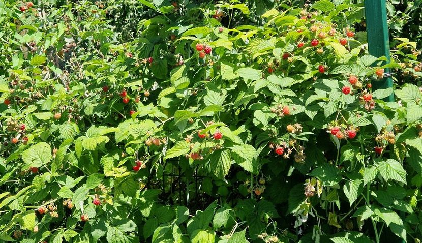 Zmeura - 10 Gradinuta de legume 2024