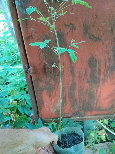 salcam galben 0,5m-20lei - arbori ornamentali 2025