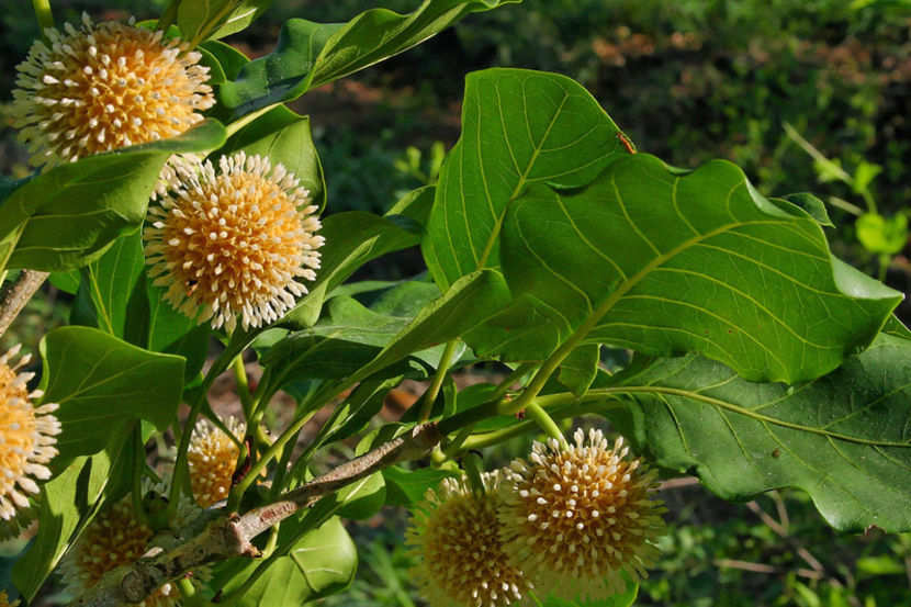 Poza preluata de pe net - Piersic african