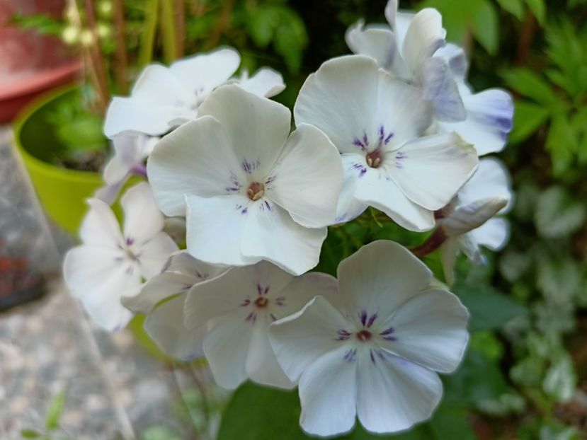 20.06.2024 - Grădina 2024 continuare 3