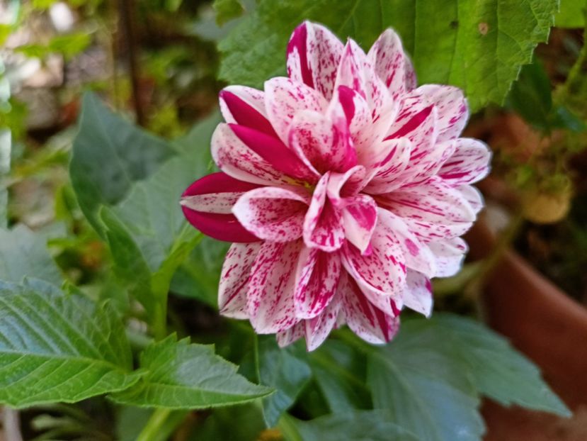  - Grădina 2024 continuare 3