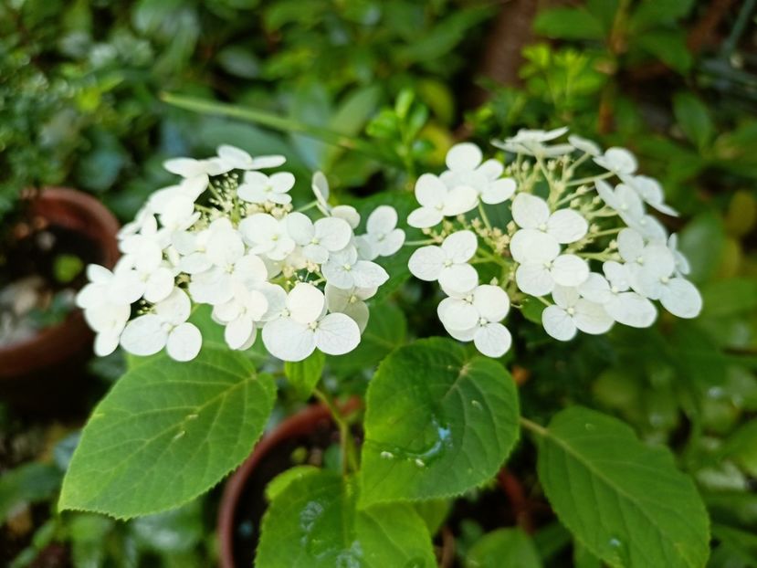  - Grădina 2024 continuare 3