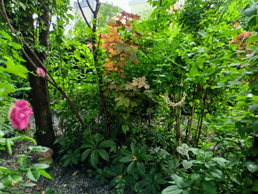  - Grădina 2024 continuare 3