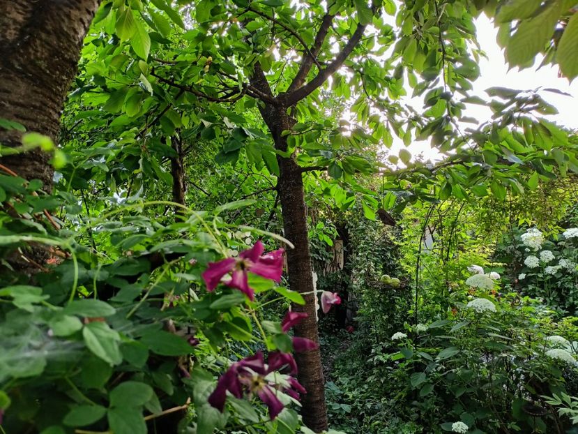  - Grădina 2024 continuare 3