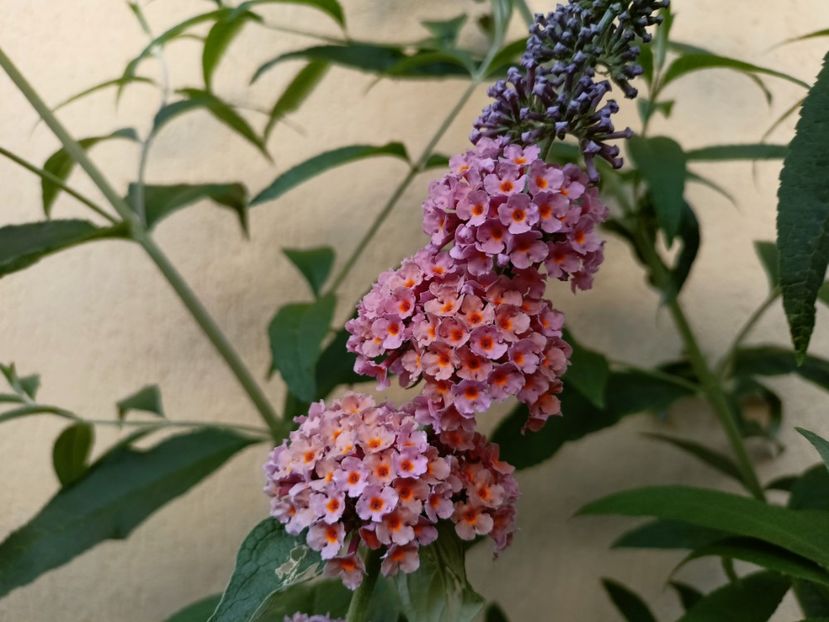 Buddleja weyeriana "Flower Power" - Grădina 2024 continuare 3