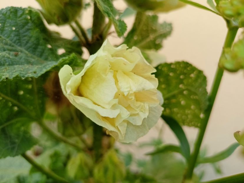  - Grădina 2024 continuare 3