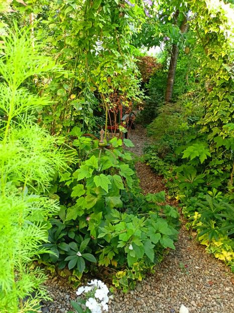  - Grădina 2024 continuare 3