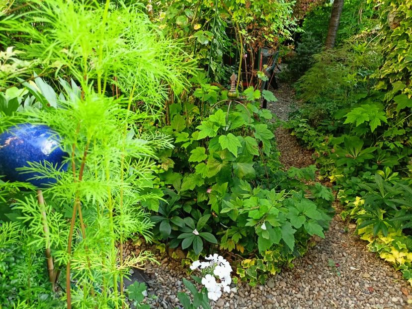  - Grădina 2024 continuare 3