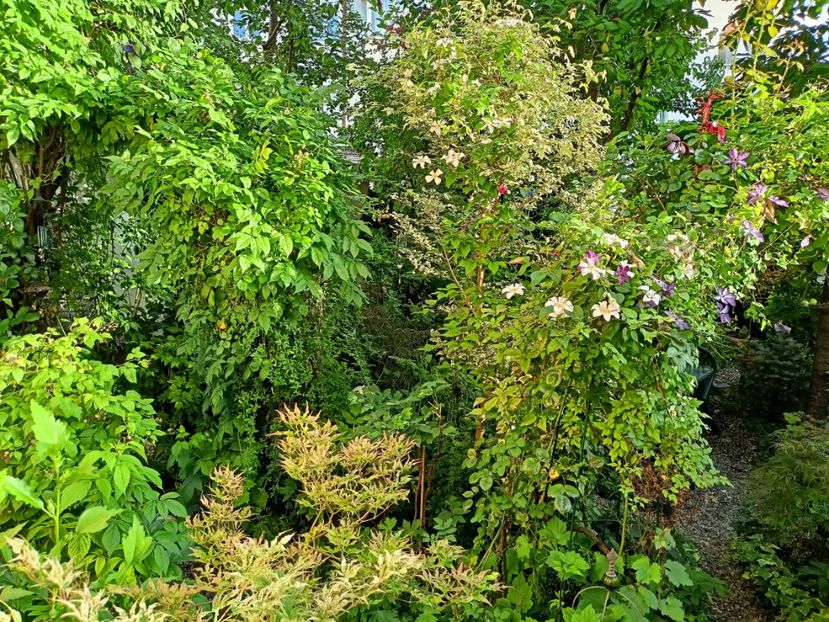  - Grădina 2024 continuare 3