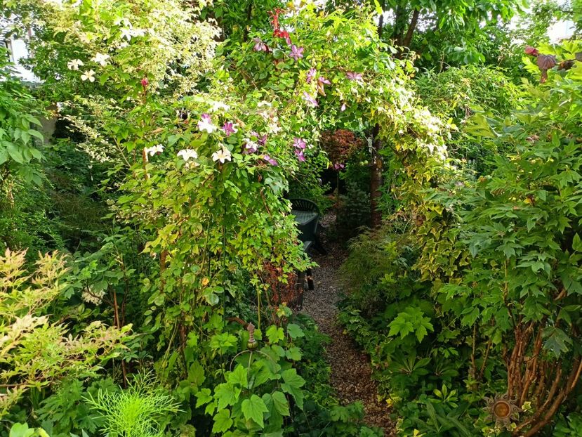  - Grădina 2024 continuare 3