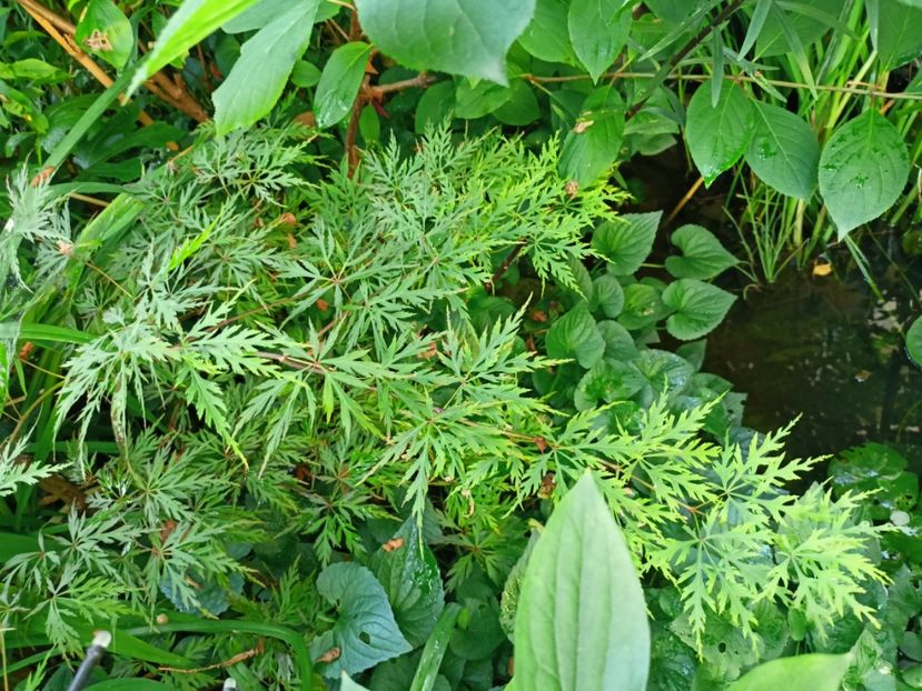 Orangeola - Grădina 2024 continuare 3