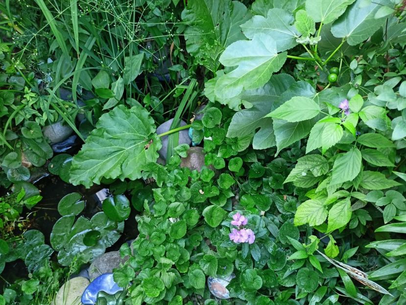  - Grădina 2024 continuare 3