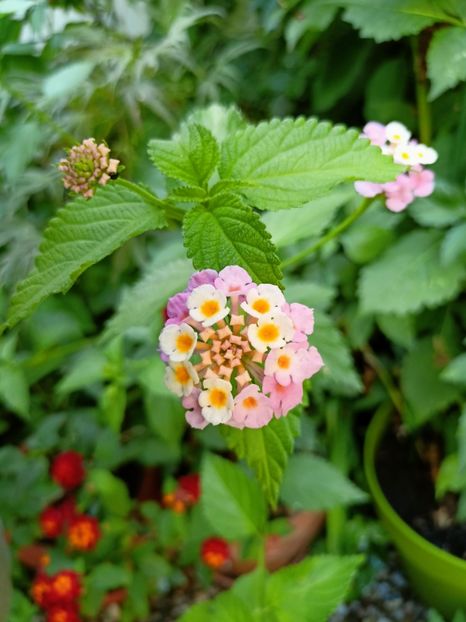  - Grădina 2024 continuare 3