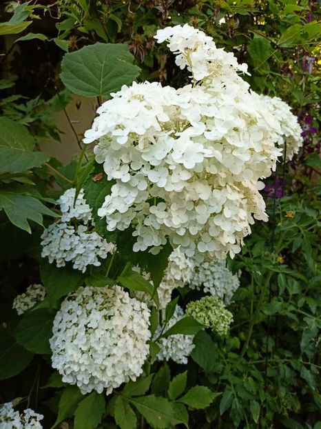  - Grădina 2024 continuare 3