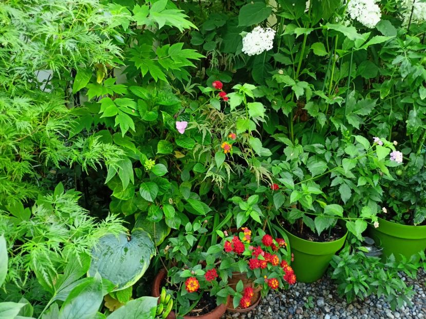  - Grădina 2024 continuare 3