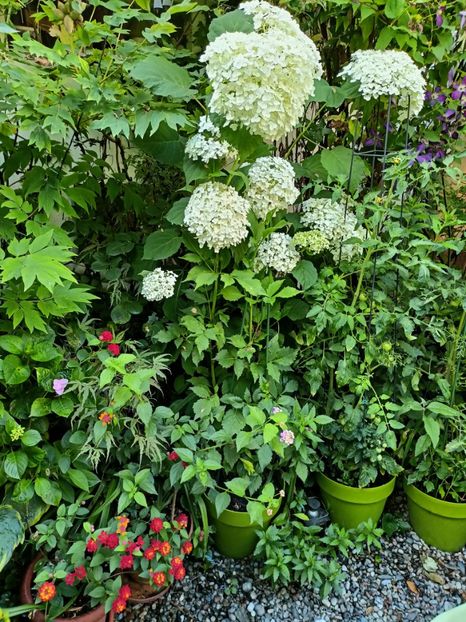  - Grădina 2024 continuare 3