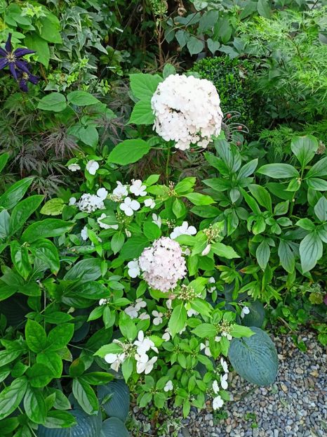  - Grădina 2024 continuare 3