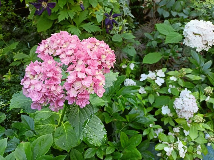  - Grădina 2024 continuare 3