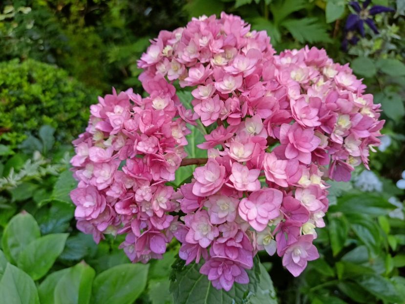  - Grădina 2024 continuare 3