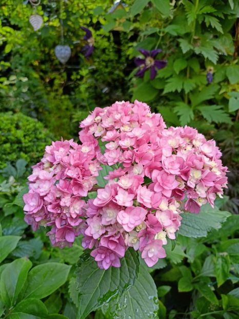  - Grădina 2024 continuare 3