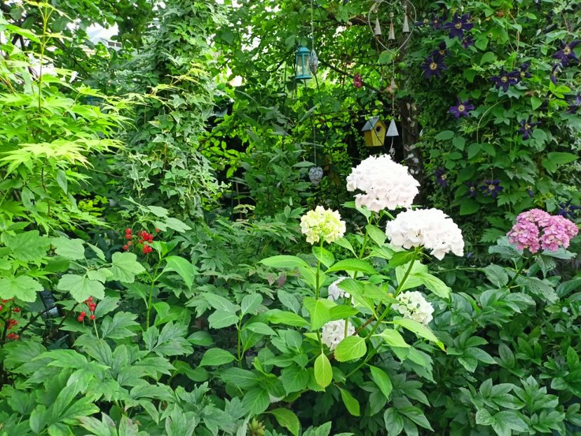  - Grădina 2024 continuare 3