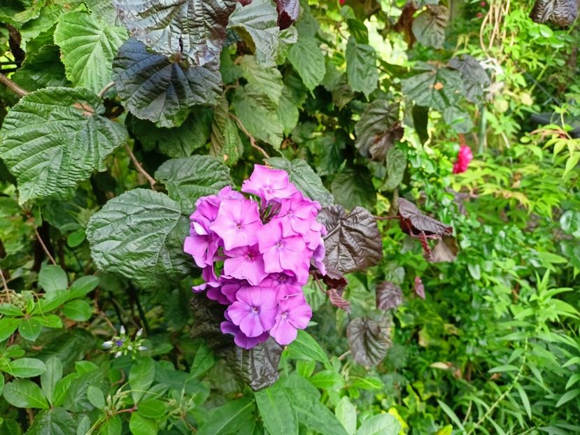  - Grădina 2024 continuare 3