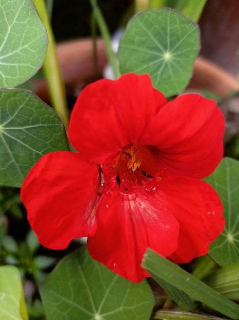  - Grădina 2024 continuare 3