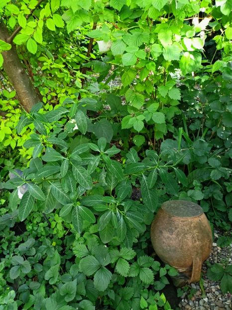  - Grădina 2024 continuare 3