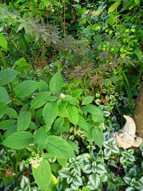  - Grădina 2024 continuare 3