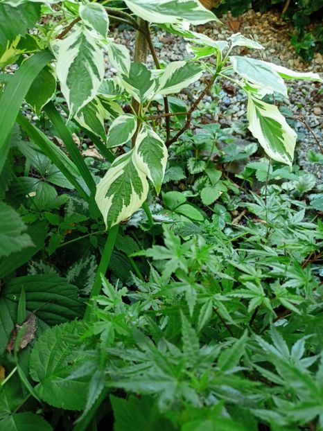 Cornus controversa variegata și Phoenix  - Grădina 2024 continuare 3