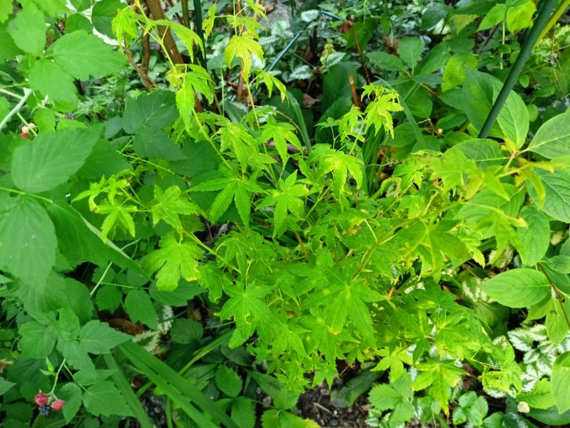 Bi Hoo - Grădina 2024 continuare 3