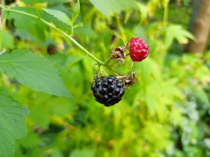  - Grădina 2024 continuare 3