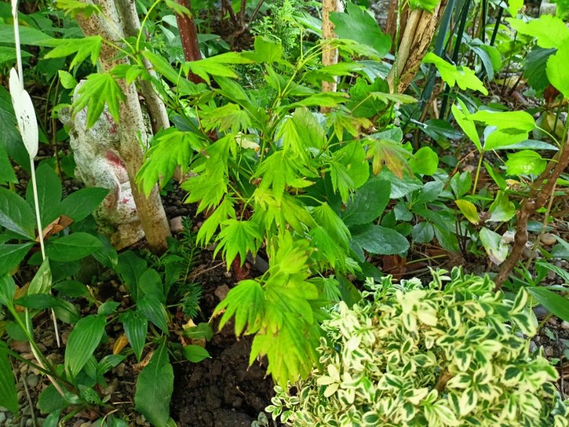 Moonrise - Grădina 2024 continuare 3