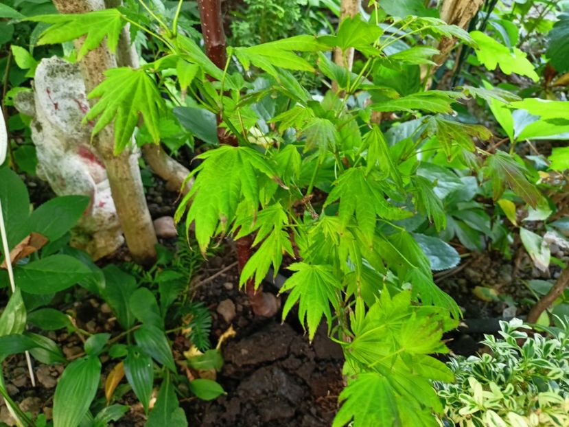  - Grădina 2024 continuare 3