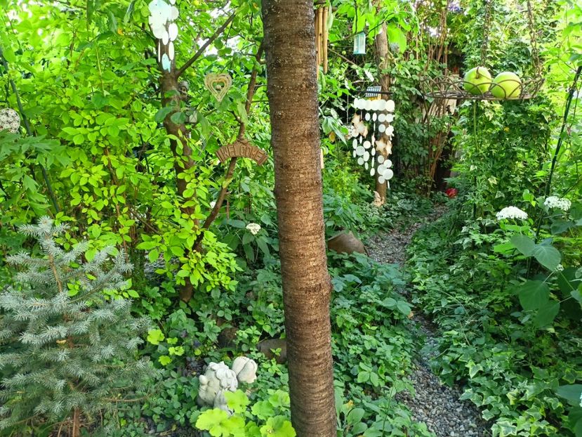  - Grădina 2024 continuare 3