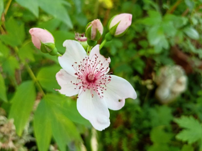  - Grădina 2024 continuare 3