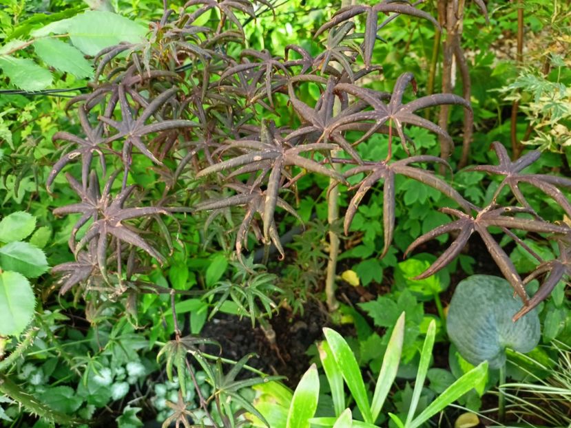  - Grădina 2024 continuare 3