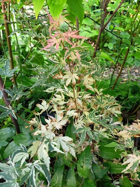 Taylor - Grădina 2024 continuare 3