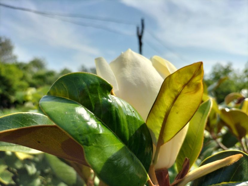 IMG20240620161227 - Magnolia grandiflora gallisoniensis
