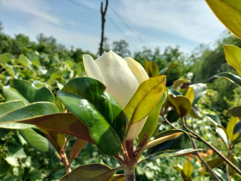 IMG20240620161221 - Magnolia grandiflora gallisoniensis