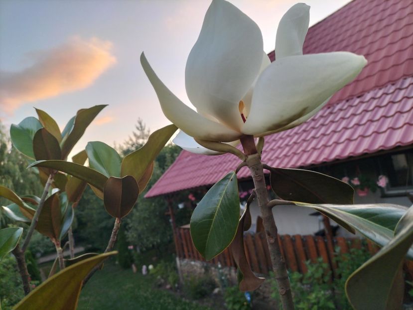 IMG20240617210559 - Magnolia grandiflora gallisoniensis